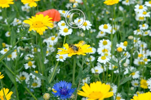 Wild Flowers  Norfolk 3 DMO291